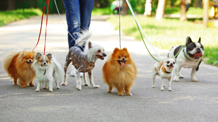 Best Dog Walking Cities